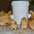 (🔥50% OFF)DIY Chicken Feeder