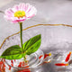 🌷2025 Creative Floating Floral Arrangement Holder