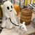 ✨2025 Ghost Walking Dog Statue 👻🔥