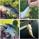 🎁New Year Hot Sale-30% OFF🐠Soft Bionic Fishing Lures